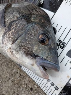 クロダイの釣果