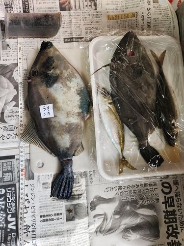 カワハギの釣果