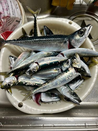 サバの釣果