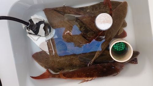 マゴチの釣果