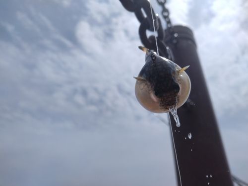 クサフグの釣果