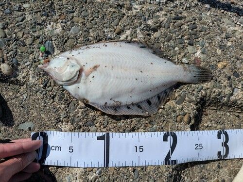 クロガシラガレイの釣果