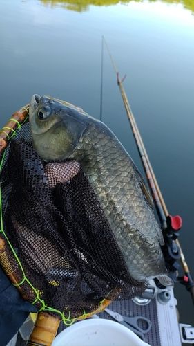 ヘラブナの釣果