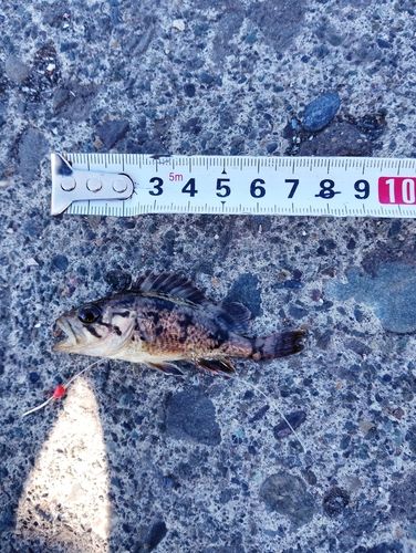 ソイの釣果
