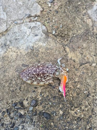 モンゴウイカの釣果