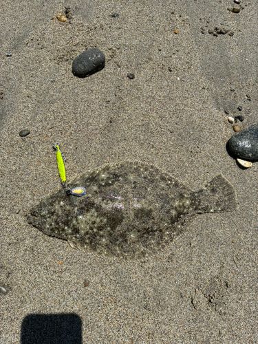 ソゲの釣果