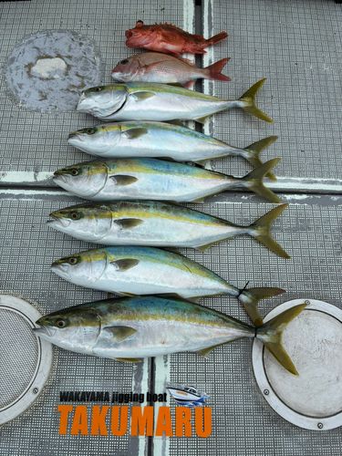 ハマチの釣果