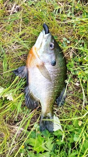 ブルーギルの釣果