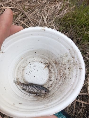 クチボソの釣果