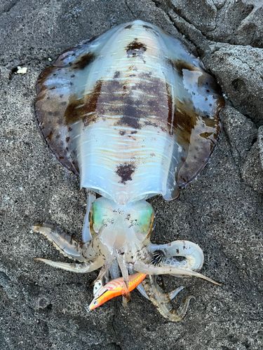 アオリイカの釣果