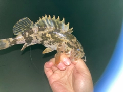 タケノコメバルの釣果