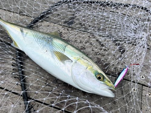 イナダの釣果