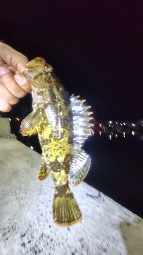 タケノコメバルの釣果