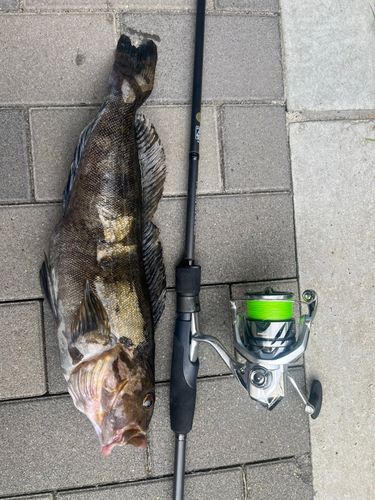 アイナメの釣果