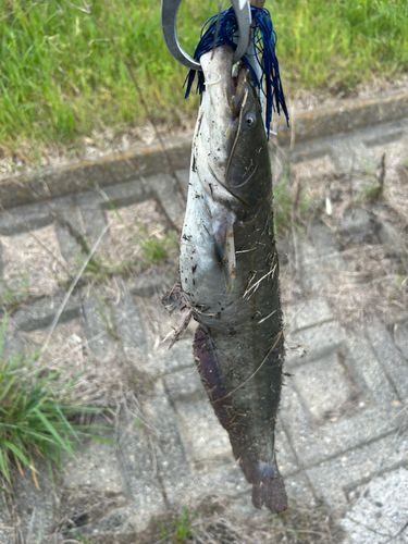 ナマズの釣果