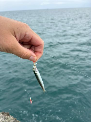ウルメイワシの釣果
