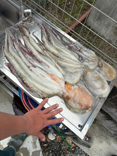 マダコの釣果