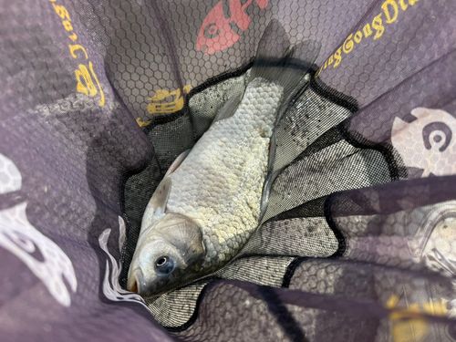ヘラブナの釣果