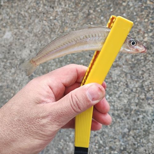 シロギスの釣果
