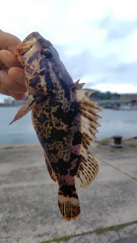 タケノコメバルの釣果