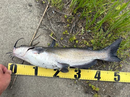 アメリカナマズの釣果