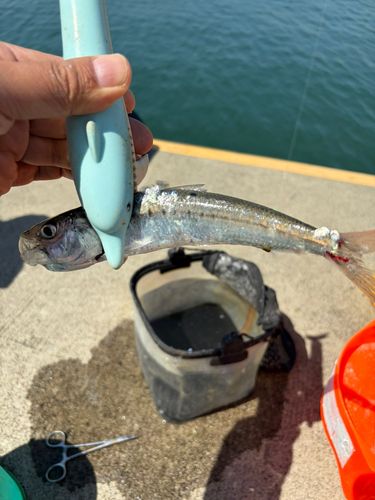 イワシの釣果