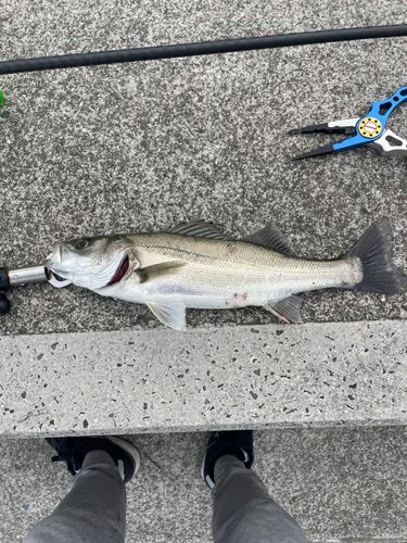 スズキの釣果