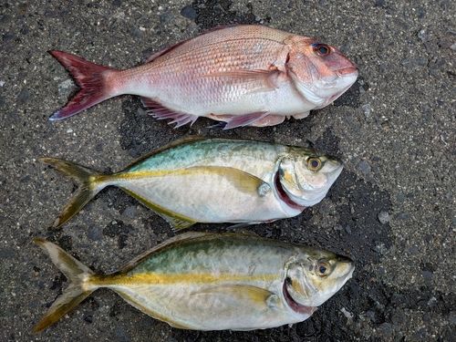 シマアジの釣果