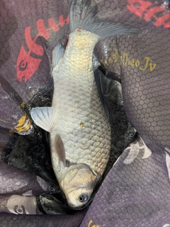 ヘラブナの釣果