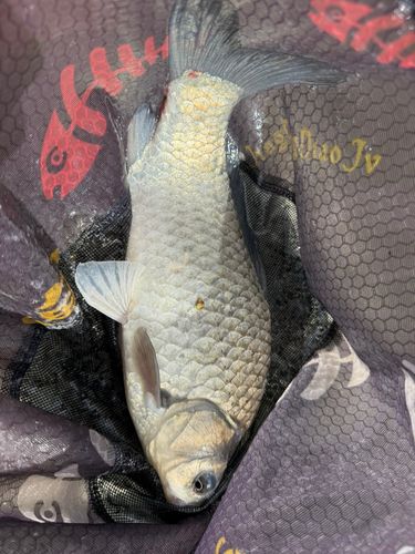 ヘラブナの釣果