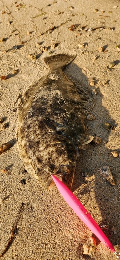 ヒラメの釣果