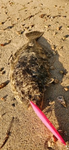 ヒラメの釣果