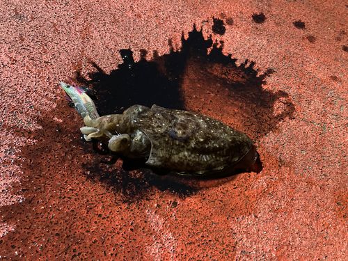 コウイカの釣果