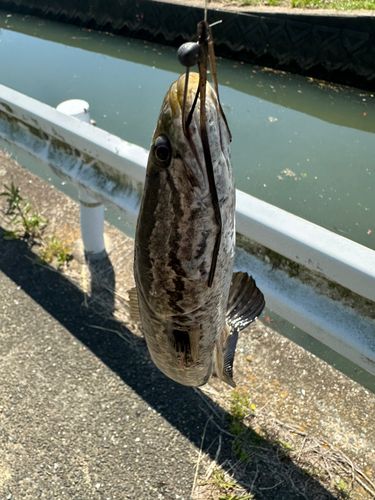 ライギョの釣果
