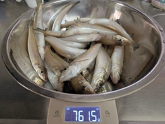 キスの釣果