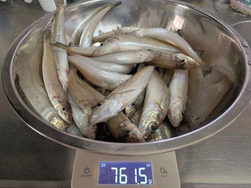 キスの釣果