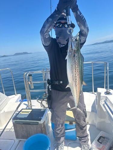 サワラの釣果