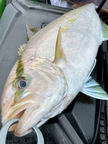 カンパチの釣果