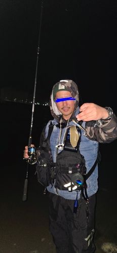 シタビラメの釣果