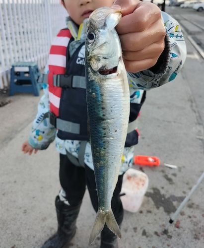 マイワシの釣果