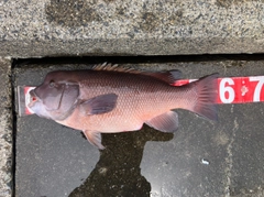 コブダイの釣果
