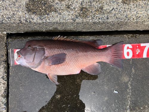 コブダイの釣果