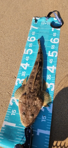 マゴチの釣果