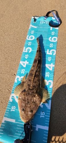 マゴチの釣果