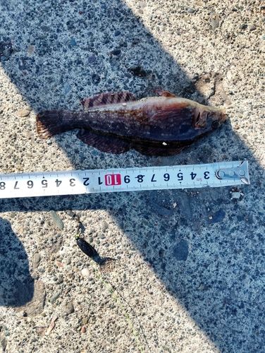 ハゴトコの釣果