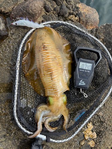 アオリイカの釣果