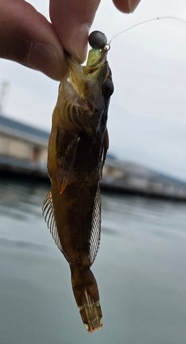 ハゼの釣果