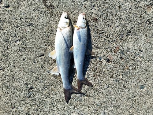 ウグイの釣果