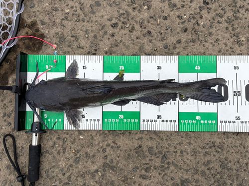 アメリカナマズの釣果