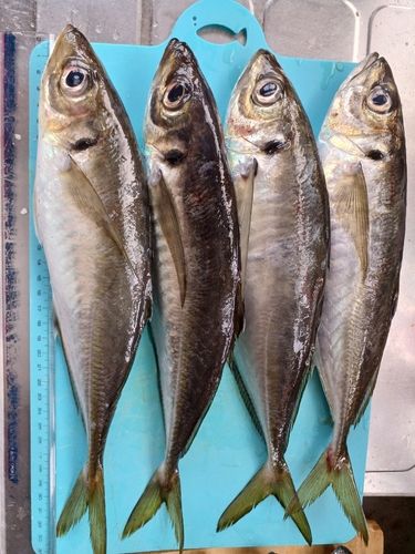 アジの釣果